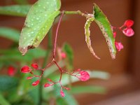 IMG 2344  Un simple regard posé sur une fleur et voilà une journée remplie de bonheur.