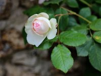 IMG 2346  reprenons du coté du Ronsard