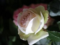 IMG 2347  La patience est une fleur qui ne pousse pas dans tous les jardins.