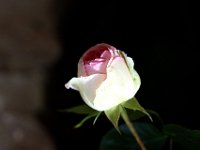 IMG 2348  Comme on dit souvent : Si les pissenlits étaient difficiles à cultiver, ils seraient les bienvenus sur toutes les pelouses.