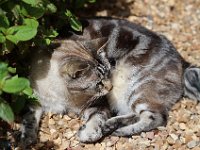 IMG 2351  on est mieux à l&#39;ombre