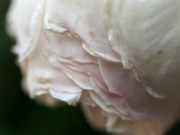 IMG 2352  Une rose au jardin c&#39;est un cadeau du ciel. Plusieurs roses sont une bénédiction.