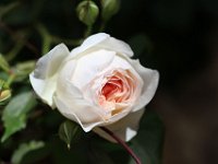 IMG 2354  Le temps aux plus belles choses se plait à faire un affront, et saura faner vos roses comme il a ridé mon front.