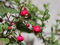 IMG 2356  Voici des fruits, des fleurs, des feuilles et des branches et puis voici mon coeur, qui ne bat que pour vous.