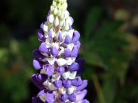 IMG 2360  Savons-nous ce que serait une humanité qui ne connaîtrait pas la fleur?