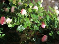 IMG 2370  Mon jardin ne me rendra jamais célèbre, je suis un horticulturis ignoramus.