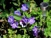 IMG 2372  Un jardin, même tout petit, c&#39;est la porte du paradis.