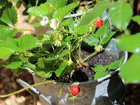 IMG 2373  Si vous possédez une bibliothèque et un jardin, vous avez tout ce qu&#39;il vous faut.