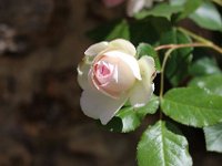 IMG 2375  Je suis heureuse, j&#39;offre des fleurs. Je suis malheureuse, les autres m&#39;offrent des fleurs.