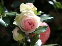 IMG 2377  Le vrai bonheur est celui que l&#39;on cultive journée par journée comme les fleurs.