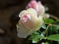 IMG 2378  éclosion de poésie