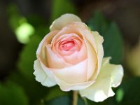 IMG 2379  Quand la rose s&#39;entr&#39;ouvre, heureuse d&#39;être belle, De son premier regard elle enchante autour d&#39;elle