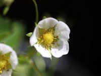 IMG 2380  Si tu savais, ma mère, il est dans ce vallon, Non loin de ton domaine, un jeune papillon Qui versera des pleurs, et mourra de sa peine