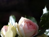 IMG 2381  Tu vois, je suis aimée ! et cette heureuse vie, Me serait, à l&#39;hiver, par tes ordres ravie ?...