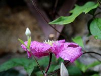 IMG 2383  Mais une vieille fleur, estimée en tous lieux, M&#39;a dit qu&#39;auprès de toi mon sort serait heureux ; Qu&#39;elle avait souvenir, jusques en sa vieillesse, D&#39;avoir fleuri pour toi du temps de sa jeunesse ;