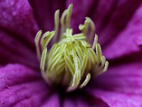 IMG 2384  Aux marguerites tu as donné un nom de femme Ou bien aux femmes tu as donné un nom de fleur