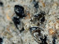 IMG 2386  le mil des oiseaux