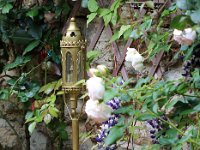 IMG 2390  lumière du jardin