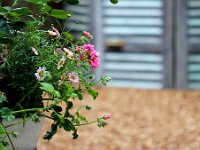 IMG 2391  Un été sans fleurs, abeilles et papillons s&#39;appellerait l&#39;hiver.