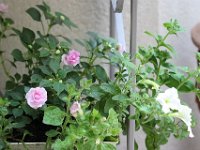 IMG 2392  &#39;ai vécu assez longtemps: et le chemin de ma vie se perd dans les feuilles jaunies et séchées.