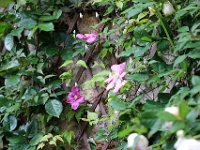 IMG 2394  L&#39;été: le temps où l&#39;on prend son temps. L&#39;automne: le temps, pour l&#39;homme et la nature de cheminer ensemble; l&#39;un et l&#39;autre déclinent. L&#39;hiver: le temps où l&#39;on compte le temps. Le printemps: le temps des illusions; la nature rajeunit et nous croyons en faire autant.