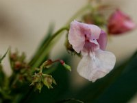IMG 2402  J&#39;aime à voir de beautés la branche déchargée à fouler le feuillage étendu par l&#39;effort d&#39;automne, sans espoir leur couleur orangée me donne pour plaisir l&#39;image de la mort.
