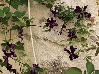 IMG 2403  C&#39;était un petit jardin Qui sentait bon le Métropolitain Qui sentait bon le bassin parisien