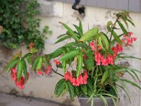 IMG 2407  vient de Monestier sur Clermont , 38.