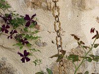 IMG 2409  audacieuse elle s&#39;enroule