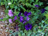 IMG 2415  Le Lys boira les bleus dégoûts Dans tes Proses religieuses !