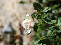 IMG 2417  Tum capiti inscripsit caelesti haec nomina flamma : « TU VATES ERIS »...