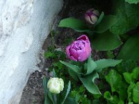 P1150308  Bel astre à qui je dois mon être et ma beauté