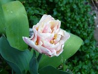 P1150309  L&#39;ascenseur descendait toujours à perdre Haleine Et l&#39;escalier montait toujours