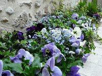 P1150319  Je veux voir qu&#39;une tête