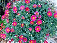 P1150320  éclosion sphérique