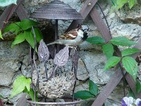 P1150429  une ombre plumée