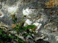P1150439  Cette urgence intérieure, comme une fleur, un festin. Cette chose qui me prend et qui rampe comme un serpent. Ce n’est pas la mort ; mais mourir résoudra son pouvoir. Un stylo désespéré m’échappe de la main. C’est dans une chambre minable qu’ils me découvriront, sans jamais savoir mon nom, ni mon propos, ni la valeur de mon évasion.