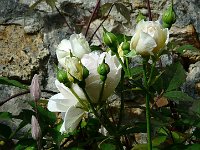 P1150440  Le coeur le plus sensible à la beauté des fleurs est toujours le premier blessé par les épines