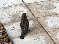 P1150441  un moineau