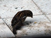 P1150442  qui s&#39;intéresse à une graine