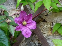 P1150444  dans la fleur de l&#39;âge et s&#39;en va un matin