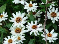 P1150446  L&#39;amour est la fleur du printemps de la vie ; toute fleur se fane. Plusieurs changent le bouquet, parfois le vase qui le contenait ; les bouquets d&#39;été ou d&#39;automne ont rarement l&#39;éclat et surtout pas la nouveauté des fleurs du printemps. Mais le souvenir d&#39;un beau bouquet reste.