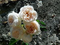 P1150452  Ne battez pas une femme, même avec une rose. Au prix où sont les fleurs