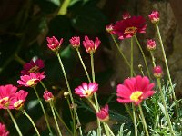 P1150453  Tu dis que tu aimes le poisson, et tu leurs coupes la tête. Tu dis que tu aimes les fleurs, et tu leurs coupes la queue. Tu dis que tu m&#39;aimes... ça m&#39;inquiéte