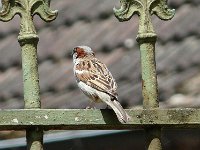 P1150455  voilà , le jardin des poètes.