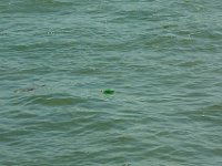 IMG 9146  Ce qui reste de la flotte française.