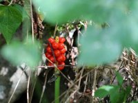 IMG 2418  Bonjour, nous sommes à Clecy , dans la suisse normande.