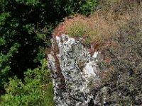 IMG 2438  mais une surprise nous attend au sommet.