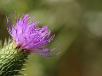 IMG 2525  reflets mauves