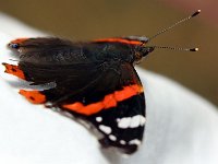 IMG 2535  bon pour voler vaut mieux être un papillon ; à la prochaine.